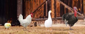 chicken-turkey-chick-bedding