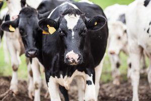 Phillips-brothers-shavings-for-cows