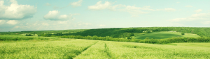 Landscape-green-fields