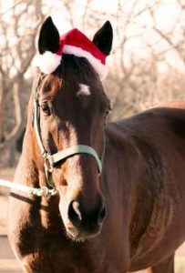 Horse-with-santa-hat