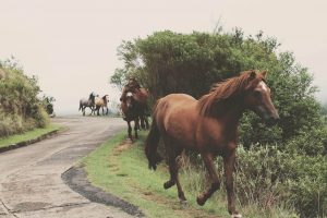 Horse Bedding